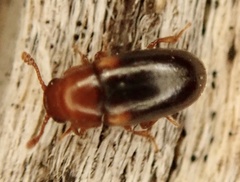 Dacne bipustulata