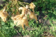 Celosia argentea plumosa