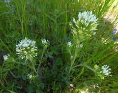 Castilleja densiflora