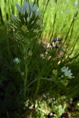 Castilleja densiflora
