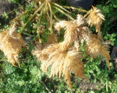 Celosia argentea plumosa