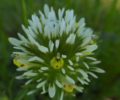 Castilleja densiflora