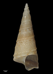 Image of Maoricolpus finlayi