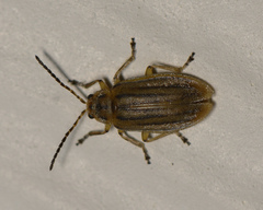 Ophraella notulata