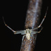 Mecaphesa celer - Photo (c) Tracey Fandre,  זכויות יוצרים חלקיות (CC BY-NC-ND), uploaded by Tracey Fandre