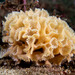 Triphyllozoon moniliferum - Photo (c) Marine Explorer (Dr John Turnbull), algunos derechos reservados (CC BY-NC-SA)