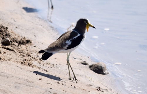 iNaturalist image
