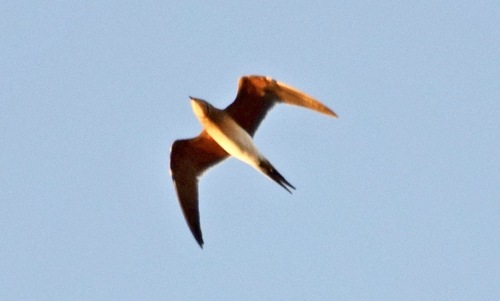 iNaturalist image