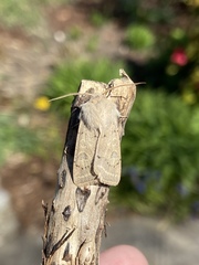 Orthosia gracilis