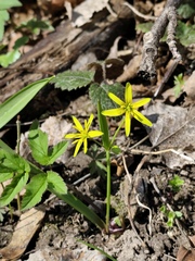 Gagea lutea, photograph (c) Andrejus Gaidamavičius, some rights reserved (CC BY)