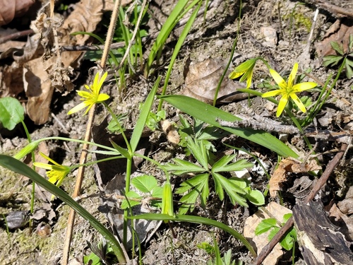 Gagea lutea, photograph 5
