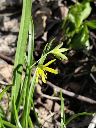 Gagea lutea, photograph 4