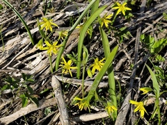 Gagea lutea, photograph (c) Andrejus Gaidamavičius, some rights reserved (CC BY)