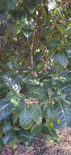 Alstonia balansae observed 2026-07-11