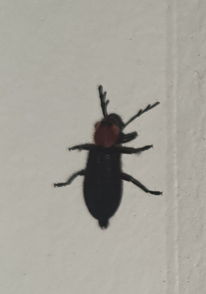 Chariessa texana