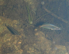 Western Rainbowfish photo 4