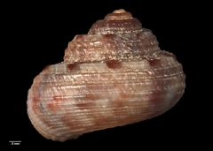 Spectamen tryphenense