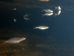 Western Rainbowfish photo 3