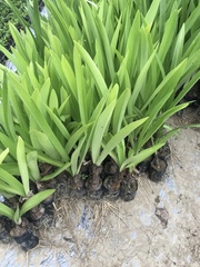 Hymenocallis speciosa