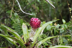 Quesnelia arvensis, photograph author not stated, no rights reserved