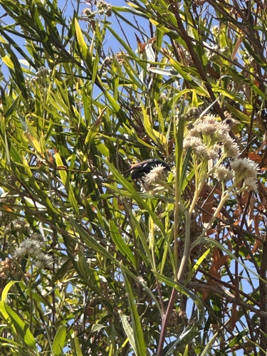 iNaturalist observation photo of Figeater Beetle