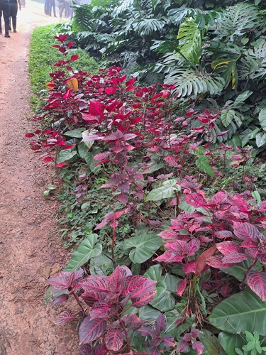 Bloodleaf