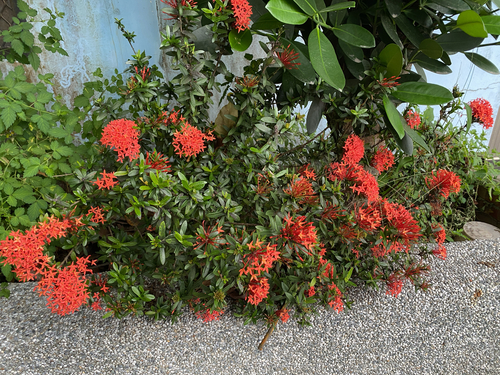 Ixora casei observed 2026-07-11
