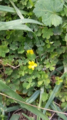 Oxalis exilis