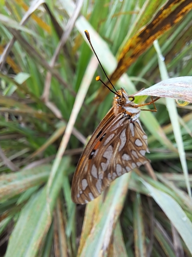 Dione vanillae maculosa