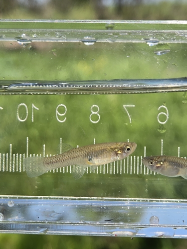 Western Mosquitofish