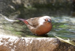 Lagonosticta rubricata