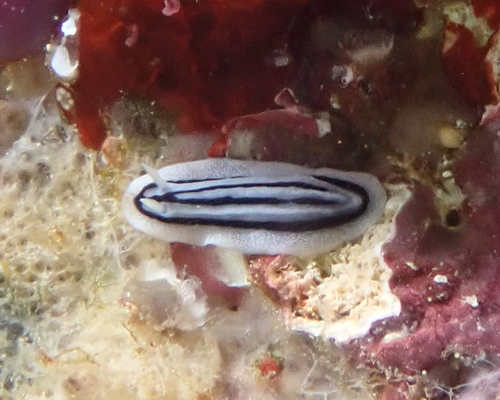 Striped Phyllidiopsis (Phyllidiopsis xishaensis)