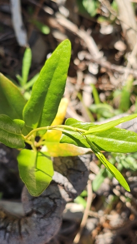 Muehlenbeckia gunnii, photograph 3