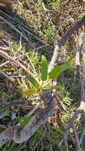 Muehlenbeckia gunnii, photograph 4