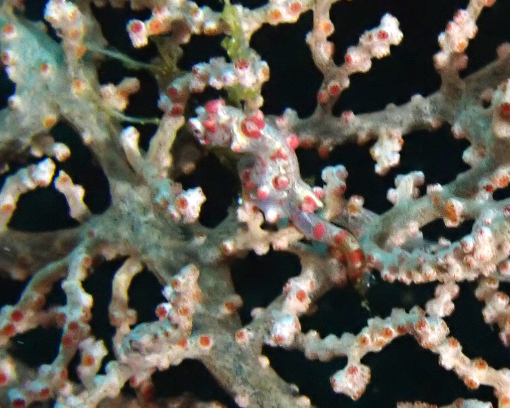 Bargibant's Pygmy Seahorse