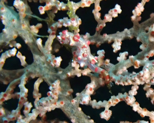 Pygmy Seahorse (Hippocampus bargibanti)
