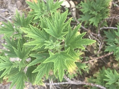 Pelargonium citronellum