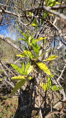 Muehlenbeckia gunnii, photograph 5