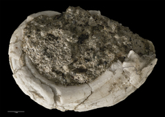 Haliotis matihetihensis