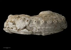 Haliotis matihetihensis