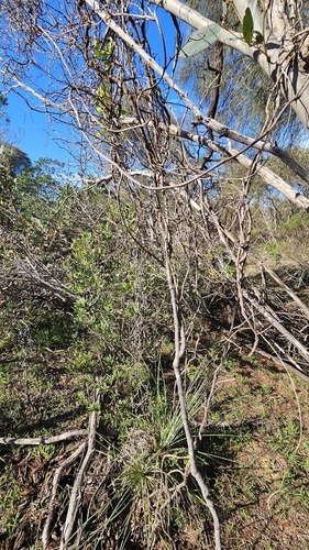 Muehlenbeckia gunnii, photograph 6