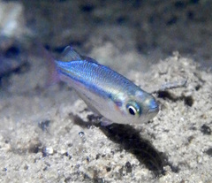 Western Rainbowfish photo 1