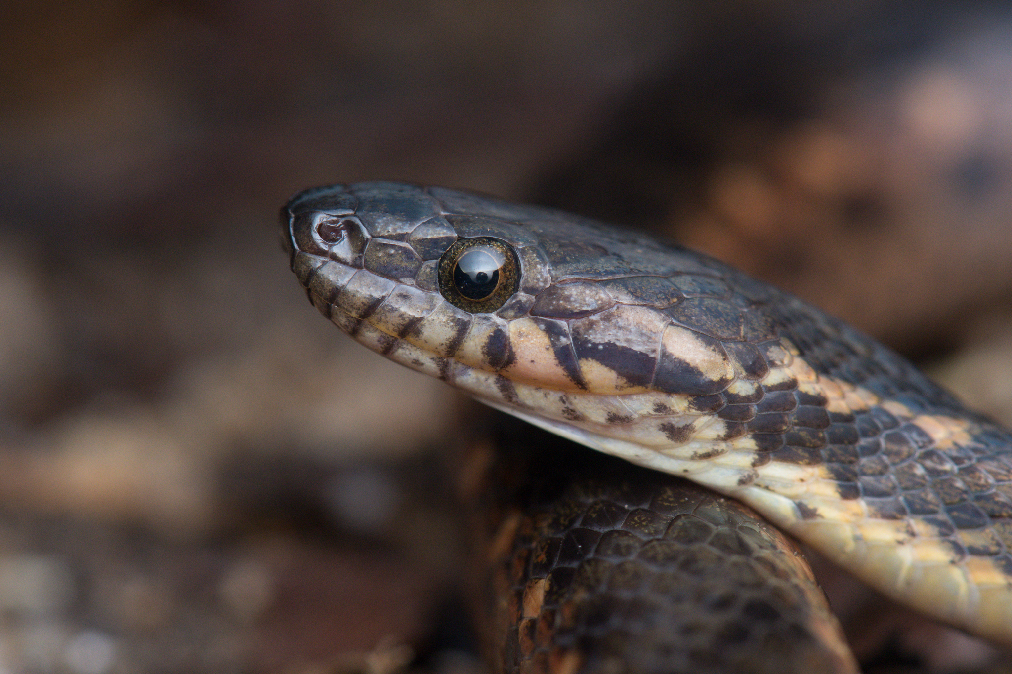 Karenland Keelback photo 4