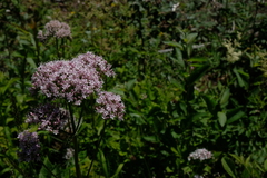 Valeriana officinalis sambucifolia