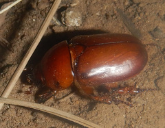 Hyphoryctes maculatus