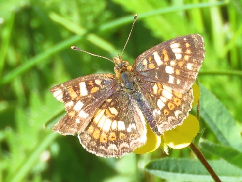 iNaturalist observation photo of Field Crescent