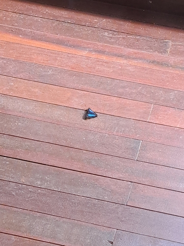 Turquoise Emperor
