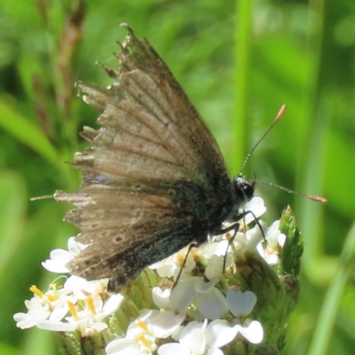 iNaturalist observation photo of Typical Blues