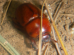Hyphoryctes maculatus