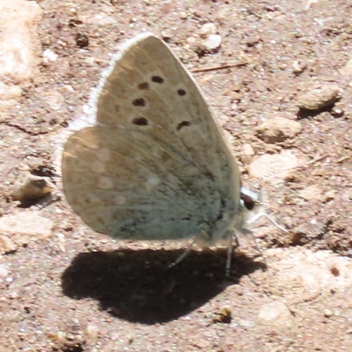 iNaturalist observation photo of Boisduval's Blue